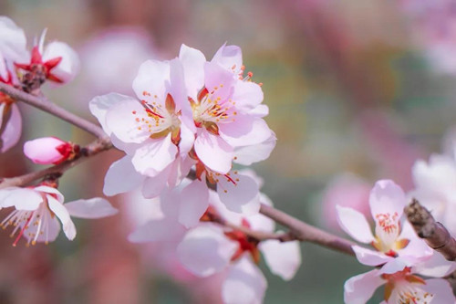 让人痛苦的花粉症（过敏性鼻炎）,听听中医怎么说